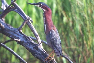 GreenHeron  114.21..jpg