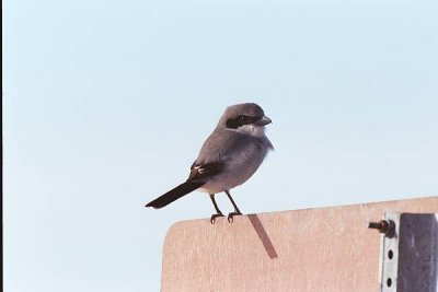 Lagerhead Shrike  163.32_29.jpg