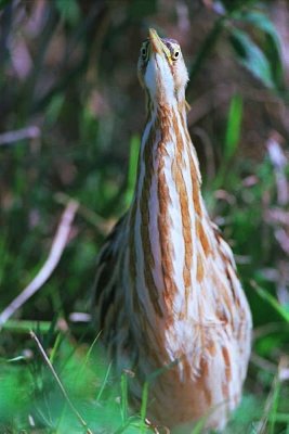 American Bittern  172.17_14.jpg