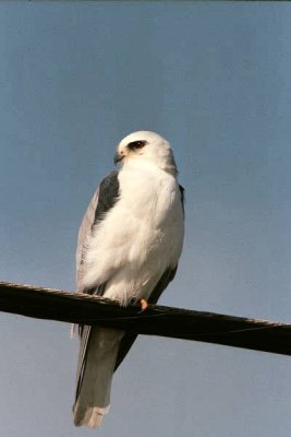 White Tail Kite  181.27_24.jpg