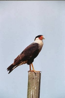 Crested Caracara  18_15.jpg