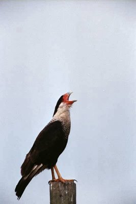 brazoria_nwr