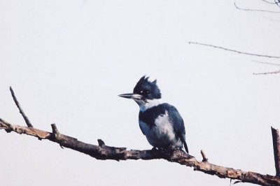 Belted Kingfisher  383.12.jpg