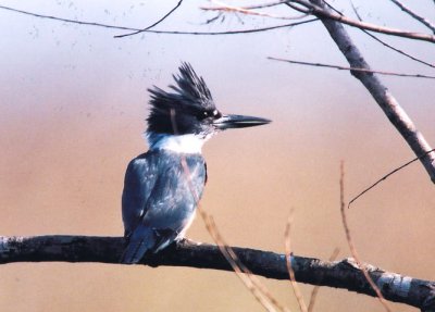 Belted Kingfisher  389.15.jpg