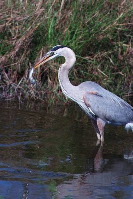 Great Blue Heron  97b.17.14.jpg