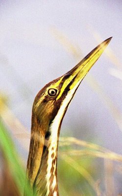 American Bittern.jpg