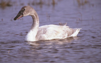 Trumpeter Swan
