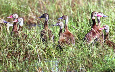 Whistling Ducks