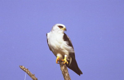 brazoria_nwr