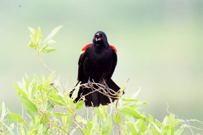 Red Wing Blackbird  0006.016_nrx.jpg