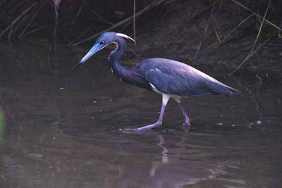 Tri Colored Heron  0023.09.06.jpg