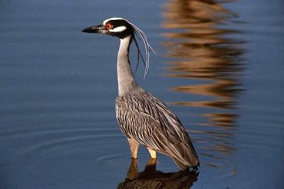 Yellow Crowned Night Heron  0024.27.24.jpg