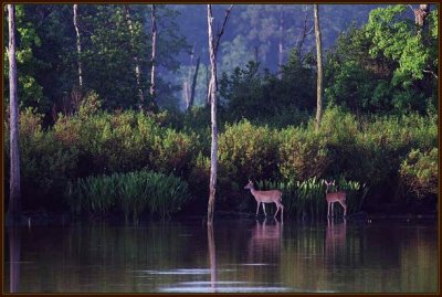 White Tail Deer  0026.20.17.jpg