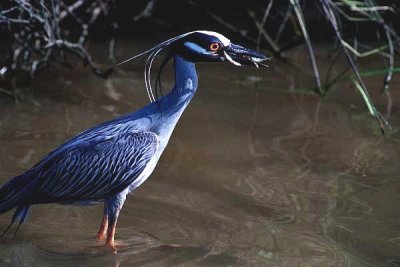 Yellow Crowned Night Heron  0027.17.14.jpg
