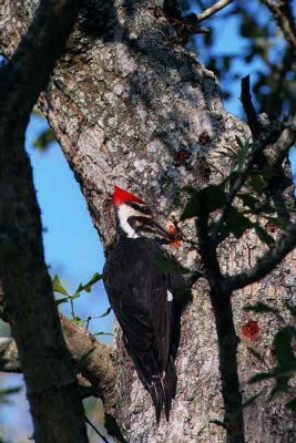 Pileated Woodpecker  081.18.15.jpg