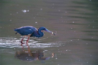 Tri Colored Heron 100.07.04.jpg
