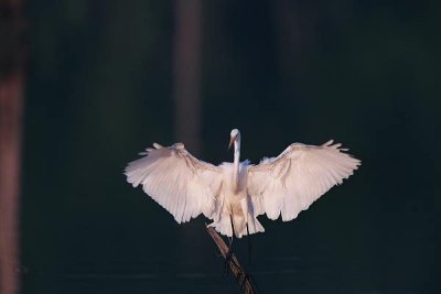 Great White Egret 102.06_03.JPG