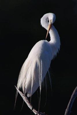 Great White Egret 109.09.06.jpg