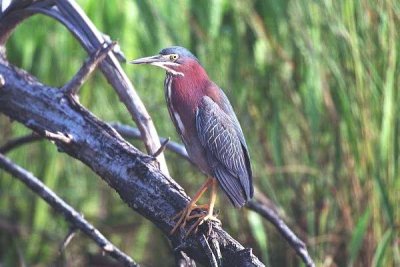 Green Heron 114-114-18.jpg