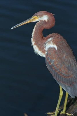 Tri Colored Heron 151-04_01.jpg