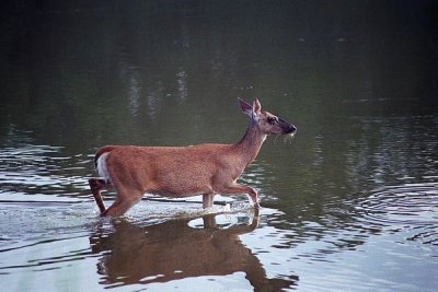 White Tail Deer  35.06.03a.jpg