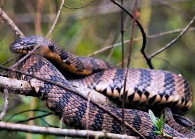 Banded Water Snake 391.09.jpg