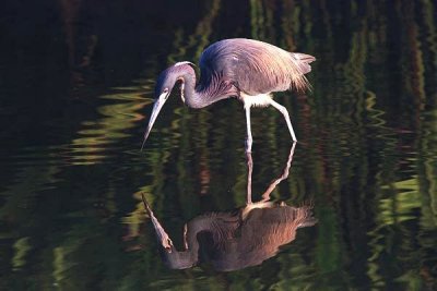Tri Colored Heron 7044.21.18.jpg