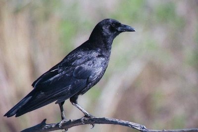 American Crow 92.21.18.jpg