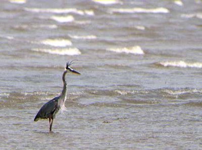 Great Blue Heron 018.25.22.jpg