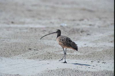 Long Billed Curlew 066.25_22.JPG