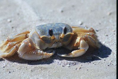 Galveston Beach Crab 066.27_24.JPG