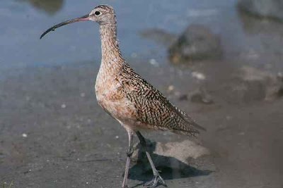 Long Billed Curlew 097d.07.04.jpg