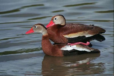 Black Bellied Whistling Duck 120.07_04.JPG