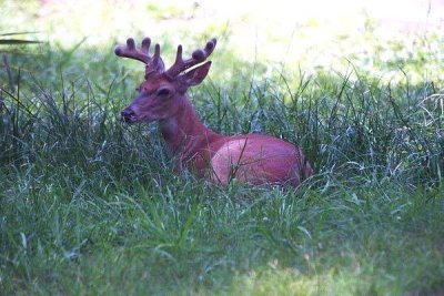 Velvet in the grass 123-27_24.jpg