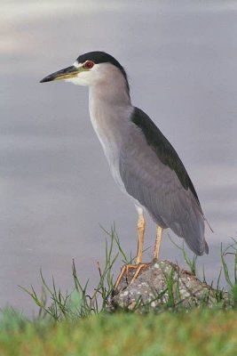 Black Crowned Night Heron 147.21_18.jpg