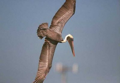 Brown Pelican 175.08_05.jpg