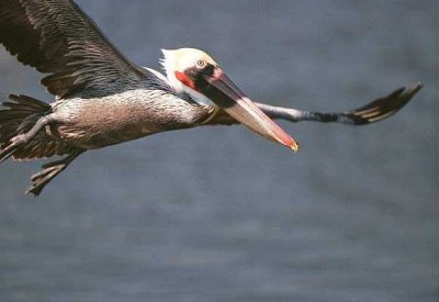 Brown Pelican 175.23_20.jpg