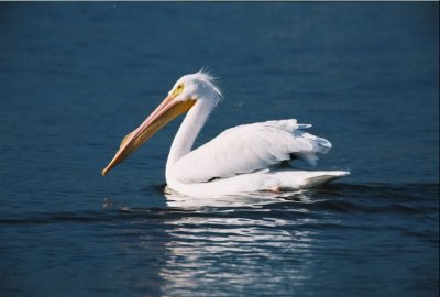 White Pelican 197.Img013.jpg