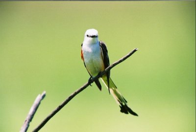 Scissor Tailed Flycatcher 214.Img002.jpg