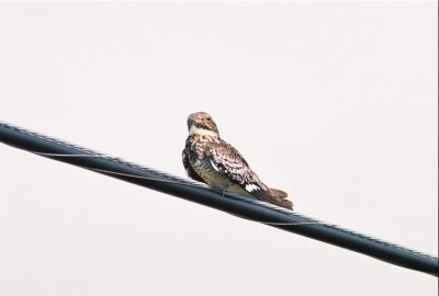 Nighthawk 216.Img021.jpg