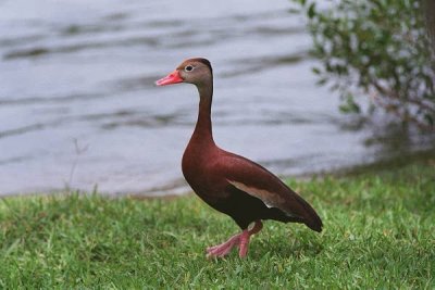 Black Bellied Whistling Duck 27_24.jpg