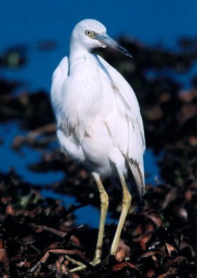 Little Blue Heron, Immature 387.5.jpg