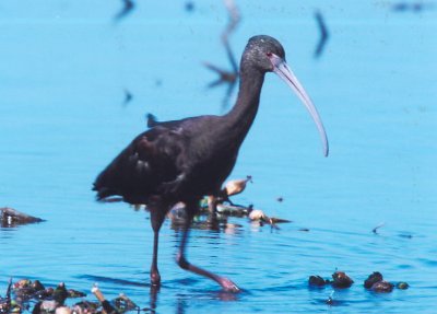 Glossy Ibis 388.12.jpg