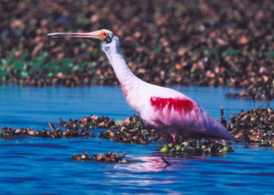 Roseatte Spoonbill 388.7.jpg