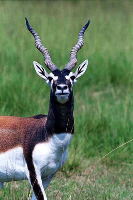 Antelope, captive 39.27.24.jpg