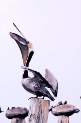 Brown Pelican 403.05a.jpg