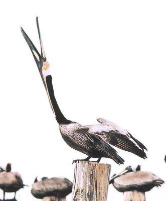 Brown Pelican 403.06.jpg