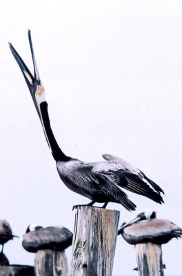 Brown Pelican 403.06a.jpg