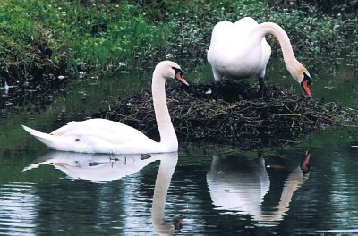 Mute Swan 407.04.jpg
