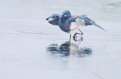 Tri Colored Heron 411.10.jpg